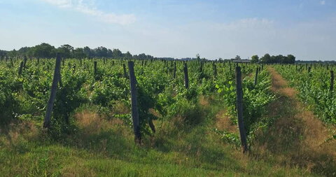 Salaš sa vinogradom i jezerom